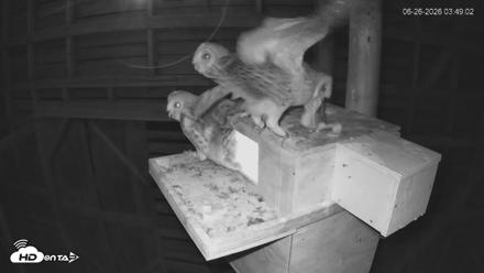 North Carolina Barn Owls Live Cam - Jun 26, 2026, 3:56am EDT