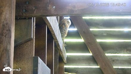 North Carolina Barn Owls Live Cam - May 15, 2026, 3:50pm EDT