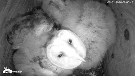 North Carolina Barn Owls Live Cam - Jun 1, 2026, 9:01am EDT