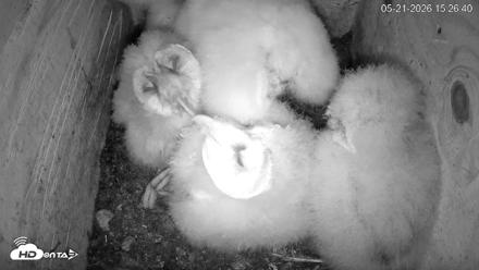 North Carolina Barn Owls Live Cam - May 21, 2026, 3:27pm EDT