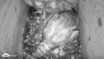 North Carolina Barn Owls Live Cam - Apr 17, 2026, 5:12pm EDT