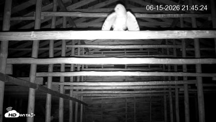 North Carolina Barn Owls Live Cam - Jun 15, 2026, 9:46pm EDT