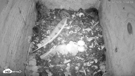 North Carolina Barn Owls Live Cam - Apr 14, 2026, 9:08pm EDT