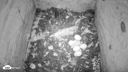 North Carolina Barn Owls Live Cam - Apr 12, 2026, 10:23pm EDT