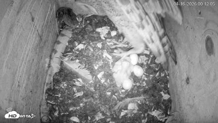 North Carolina Barn Owls Live Cam - Apr 16, 2026, 12:13am EDT