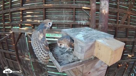 North Carolina Barn Owls Live Cam - Jun 15, 2026, 8:25pm EDT