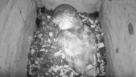North Carolina Barn Owls Live Cam - Mar 22, 2026, 8:40am EDT