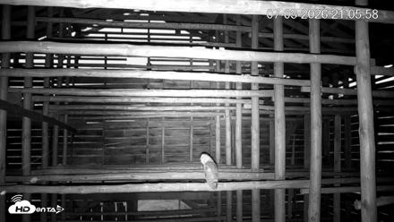 North Carolina Barn Owls Live Cam - Jul 3, 2026, 9:06pm EDT