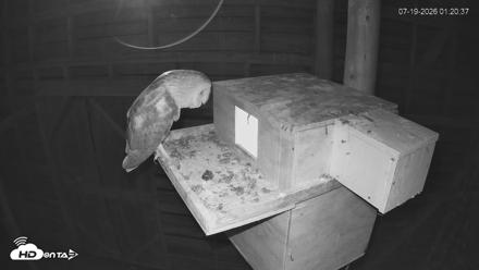 North Carolina Barn Owls Live Cam - Jul 19, 2026, 1:21am EDT