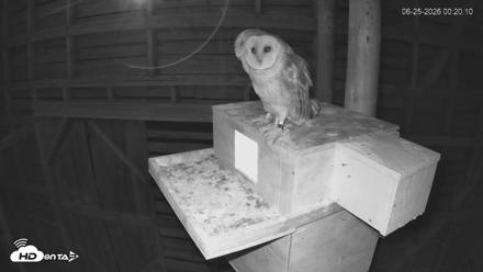 North Carolina Barn Owls Live Cam - Jun 25, 2026, 12:20am EDT
