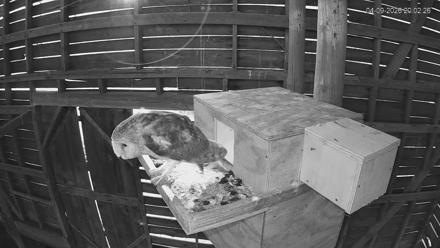 North Carolina Barn Owls Live Cam - Apr 9, 2026, 8:03pm EDT