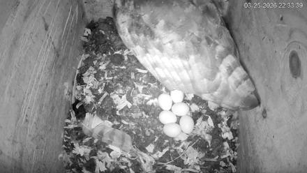 North Carolina Barn Owls Live Cam - Mar 25, 2026, 10:34pm EDT