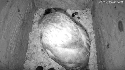 North Carolina Barn Owls Live Cam - Jan 26, 2026, 4:15am EST