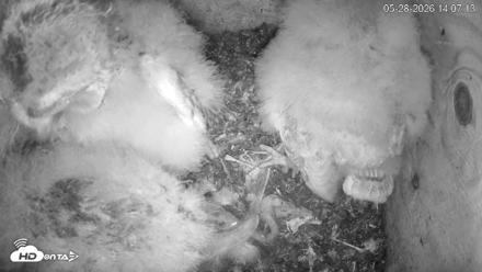 North Carolina Barn Owls Live Cam - May 28, 2026, 2:08pm EDT