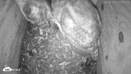 North Carolina Barn Owls Live Cam - Jun 26, 2026, 9:29pm EDT