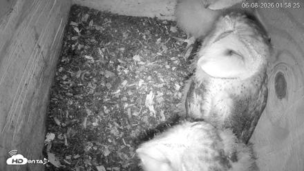 North Carolina Barn Owls Live Cam - Jun 8, 2026, 1:59am EDT