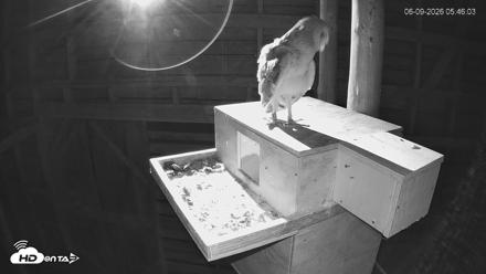 North Carolina Barn Owls Live Cam - Jun 9, 2026, 5:46am EDT