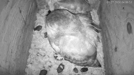 North Carolina Barn Owls Live Cam - Jan 27, 2026, 4:07am EST