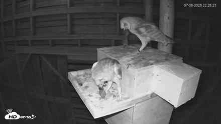 North Carolina Barn Owls Live Cam - Jul 6, 2026, 10:27pm EDT