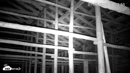 North Carolina Barn Owls Live Cam - Jul 6, 2026, 9:33pm EDT