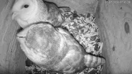 North Carolina Barn Owls Live Cam - Mar 7, 2026, 7:14am EST