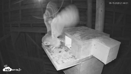 North Carolina Barn Owls Live Cam - Jun 15, 2026, 9:45pm EDT