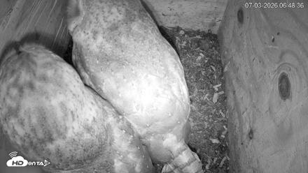 North Carolina Barn Owls Live Cam - Jul 3, 2026, 6:49am EDT