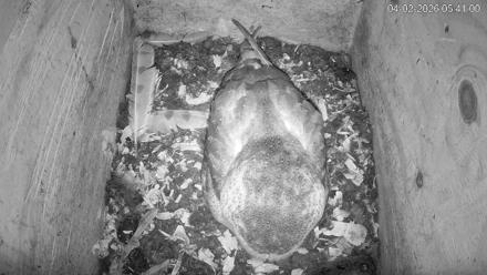North Carolina Barn Owls Live Cam - Apr 2, 2026, 5:42am EDT