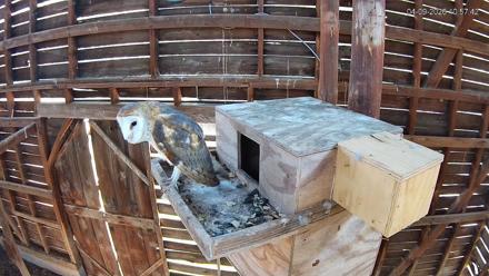 North Carolina Barn Owls Live Cam - Apr 9, 2026, 10:58am EDT
