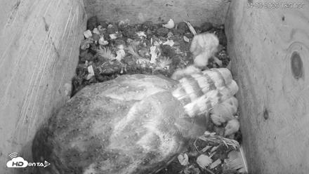 North Carolina Barn Owls Live Cam - Apr 23, 2026, 6:52pm EDT