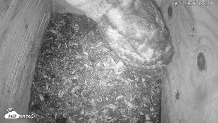 North Carolina Barn Owls Live Cam - Jun 21, 2026, 6:22pm EDT