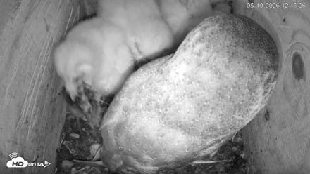 North Carolina Barn Owls Live Cam - May 10, 2026, 12:14pm EDT