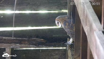 North Carolina Barn Owls Live Cam - Jul 15, 2026, 3:01pm EDT