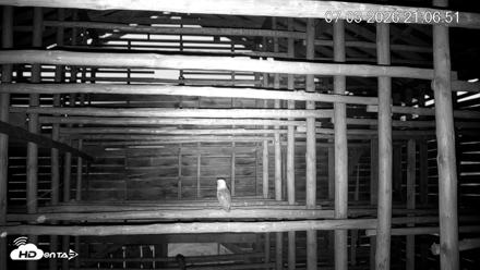 North Carolina Barn Owls Live Cam - Jul 3, 2026, 9:08pm EDT