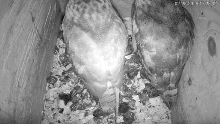 North Carolina Barn Owls Live Cam - Feb 25, 2026, 5:22pm EST