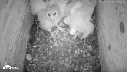 North Carolina Barn Owls Live Cam - May 11, 2026, 10:47pm EDT