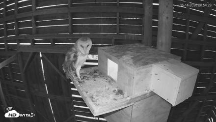 North Carolina Barn Owls Live Cam - Jun 14, 2026, 9:03pm EDT