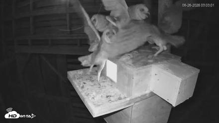 North Carolina Barn Owls Live Cam - Jun 26, 2026, 3:04am EDT