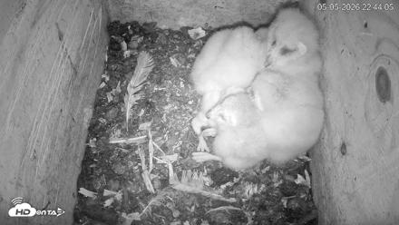 North Carolina Barn Owls Live Cam - May 5, 2026, 10:44pm EDT