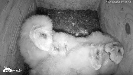 North Carolina Barn Owls Live Cam - May 23, 2026, 12:19pm EDT