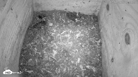 North Carolina Barn Owls Live Cam - Jul 8, 2026, 12:40pm EDT
