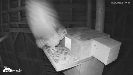 North Carolina Barn Owls Live Cam - Jun 10, 2026, 9:56pm EDT