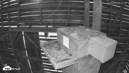 North Carolina Barn Owls Live Cam - Jun 24, 2026, 6:28am EDT