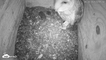 North Carolina Barn Owls Live Cam - Jun 24, 2026, 2:06am EDT