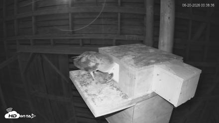 North Carolina Barn Owls Live Cam - Jun 20, 2026, 12:39am EDT