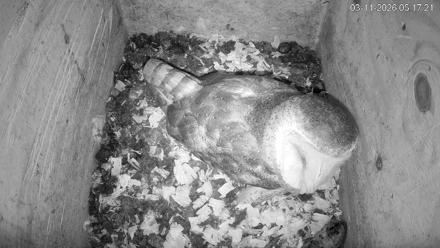 North Carolina Barn Owls Live Cam - Mar 11, 2026, 5:18am EDT