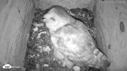 North Carolina Barn Owls Live Cam - Apr 26, 2026, 9:28pm EDT