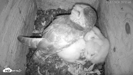 North Carolina Barn Owls Live Cam - May 2, 2026, 8:54pm EDT