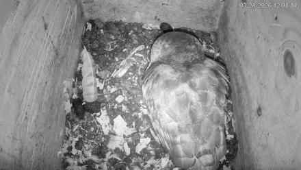 North Carolina Barn Owls Live Cam - Mar 28, 2026, 12:01pm EDT