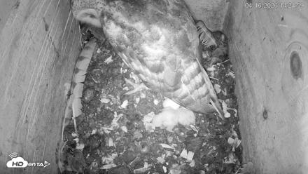 North Carolina Barn Owls Live Cam - Apr 16, 2026, 2:26pm EDT